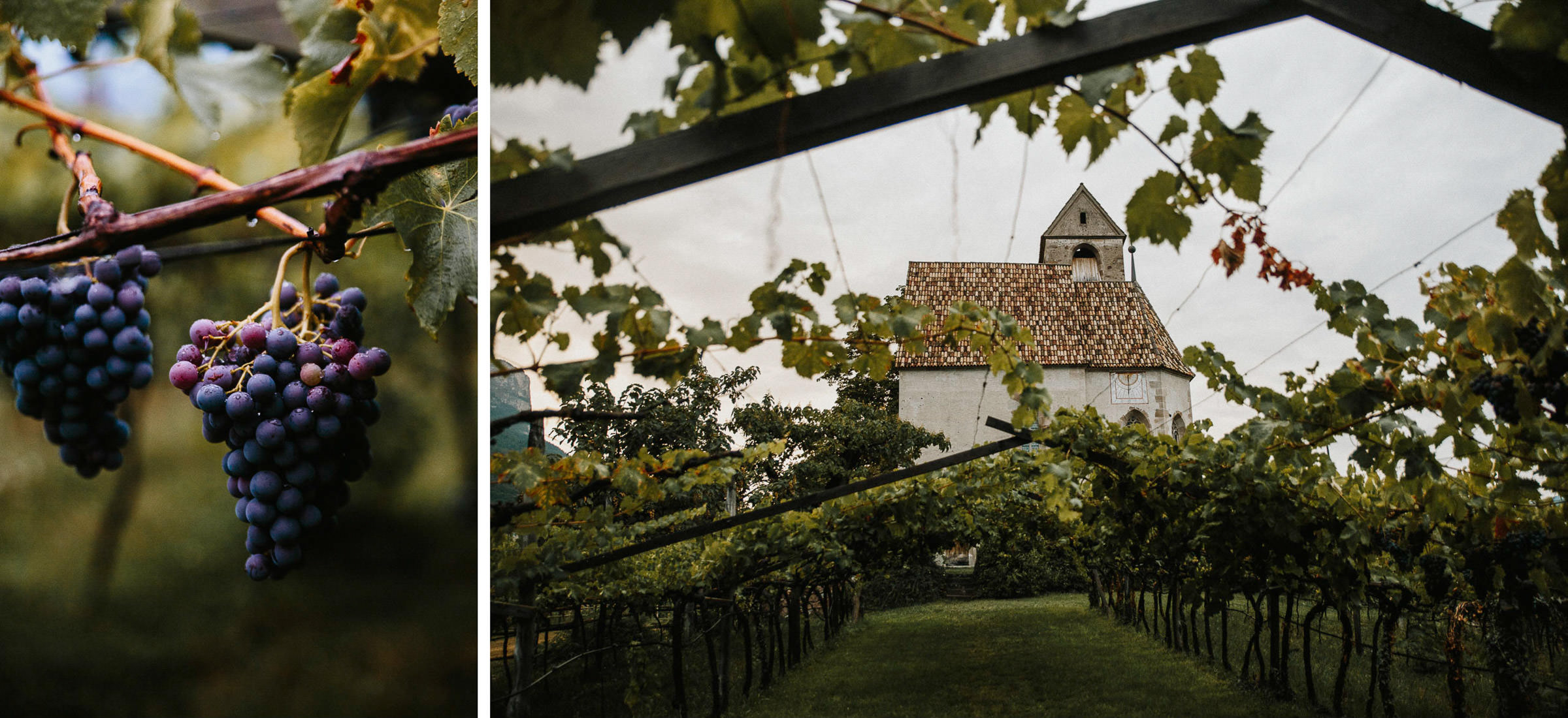 Schlosshochzeit: Weinreben im Garten des Schlosses