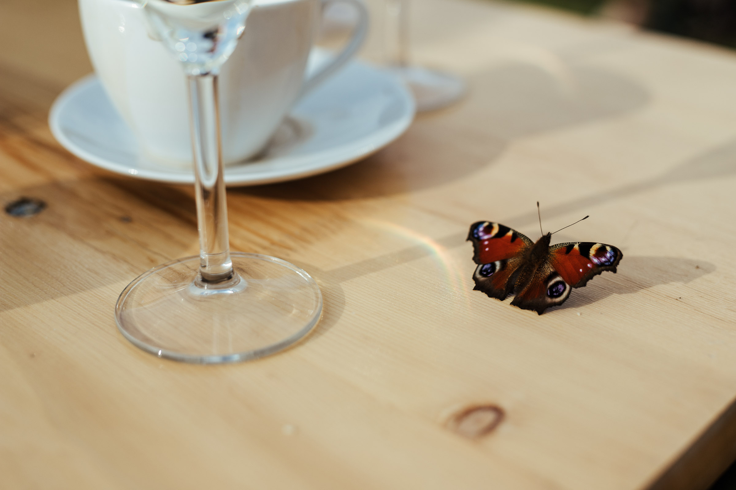 Landhochzeit: Schmetterling ist auf einem Tisch gelandet
